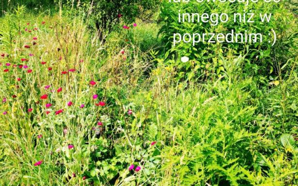 Zaciszna i dorodna EKO działka, Woda, prąd, dobry dojazd! :) 5357772